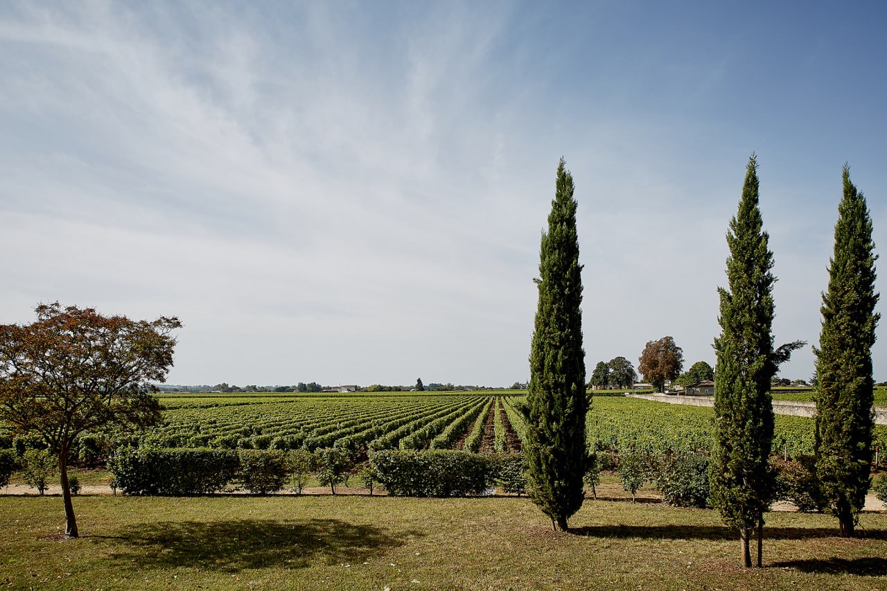 Saint-Emilion vineyard landscape with cypress trees under an open sky